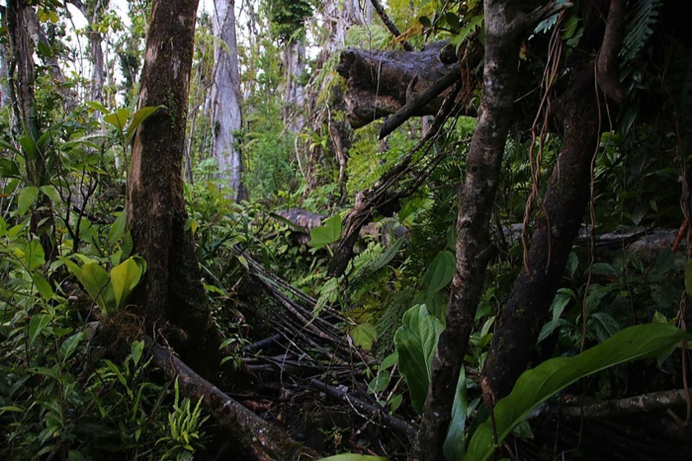Morne Diablotins (1447m) Aktuelle Verhältnisse vom 06.04.2019 auf der