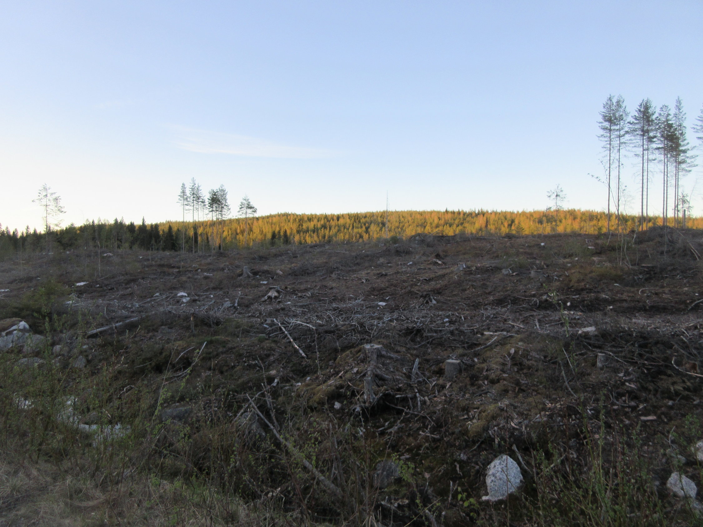Ilvesvuori (188m) (188m) Aktuelle Verhältnisse vom 23.05.2019 auf der