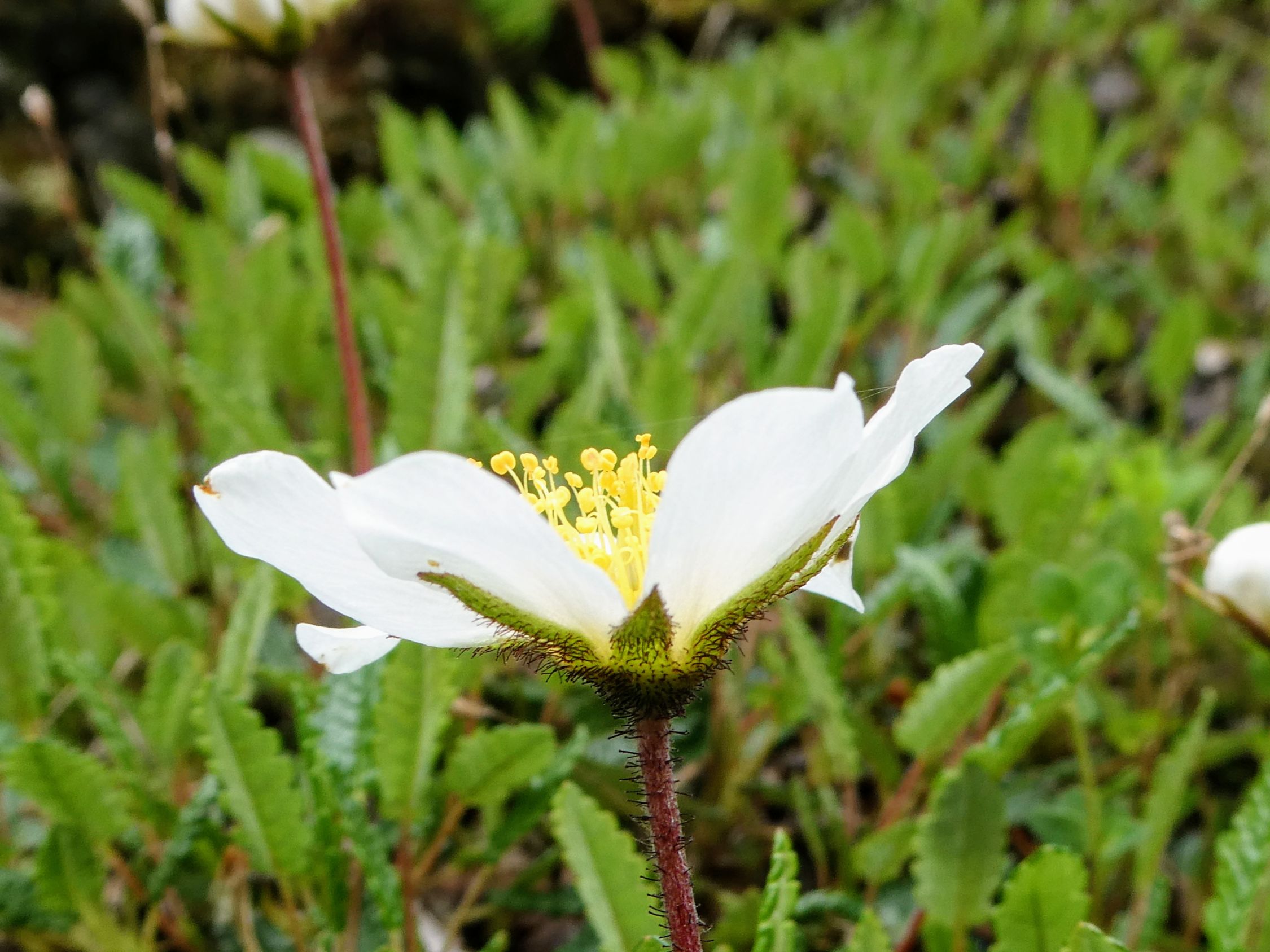 Piz Toissa (2657m) Aktuelle Verhältnisse vom 26.06.2024 auf der Route
